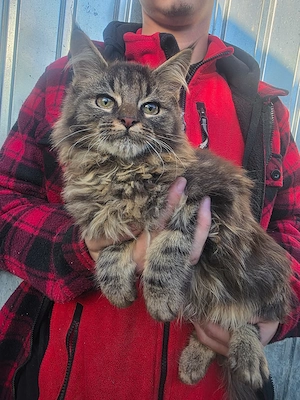 Puiuți Maine Coon  - imagine 4