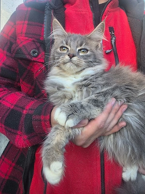 Puiuți Maine Coon  - imagine 5