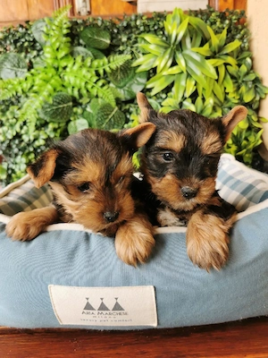 Yorkshire terrier mini toy  - imagine 3