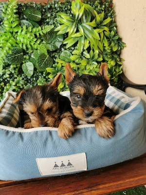 Yorkshire terrier mini toy  - imagine 2